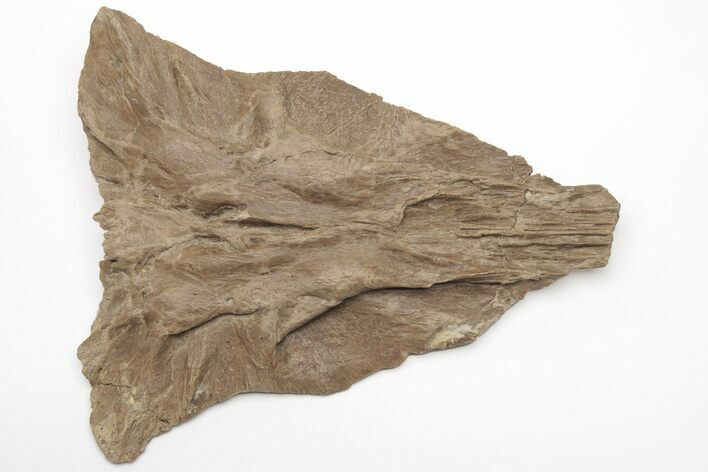 Fossil Mosasaur (Platecarpus) Skull Section - Kansas #208112